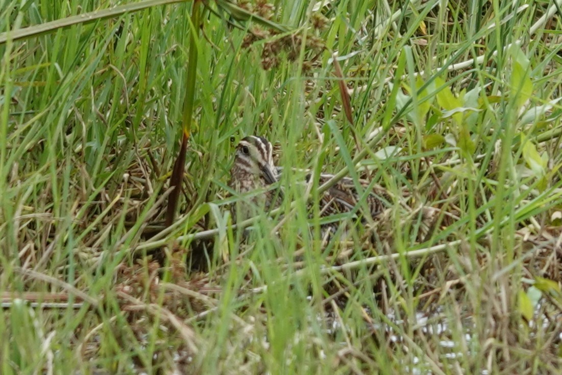 bekasina severoamerická - ML645315102