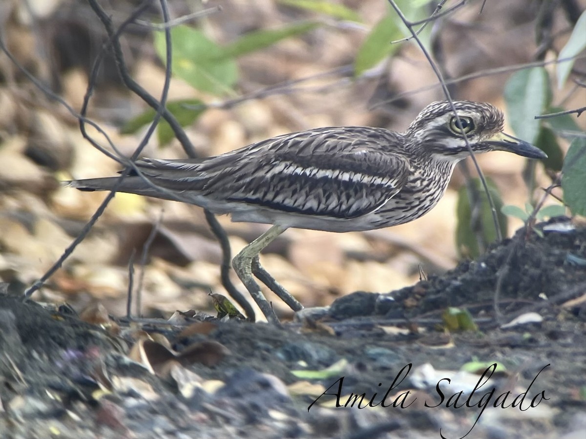Indian Thick-knee - ML645315105