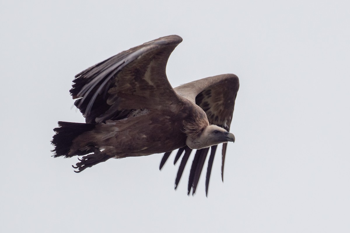נשר מקראי - ML645315106