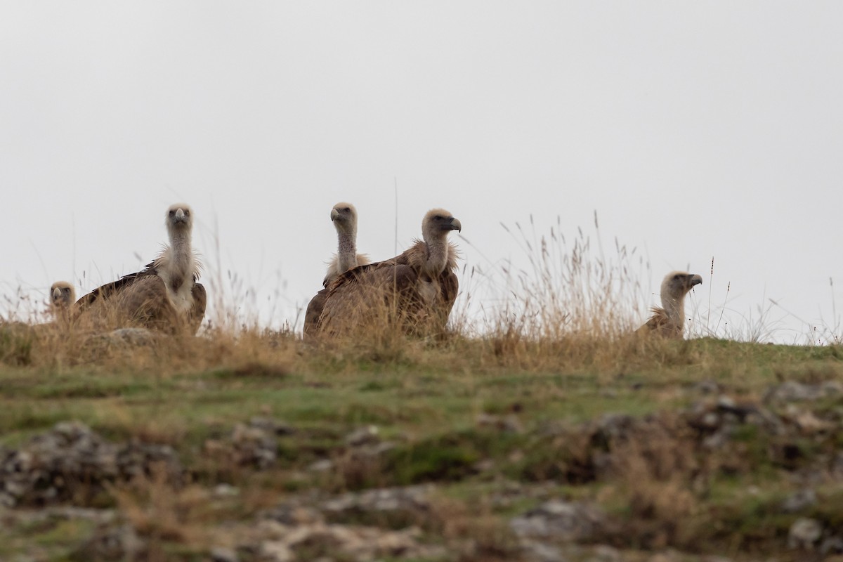 נשר מקראי - ML645315107
