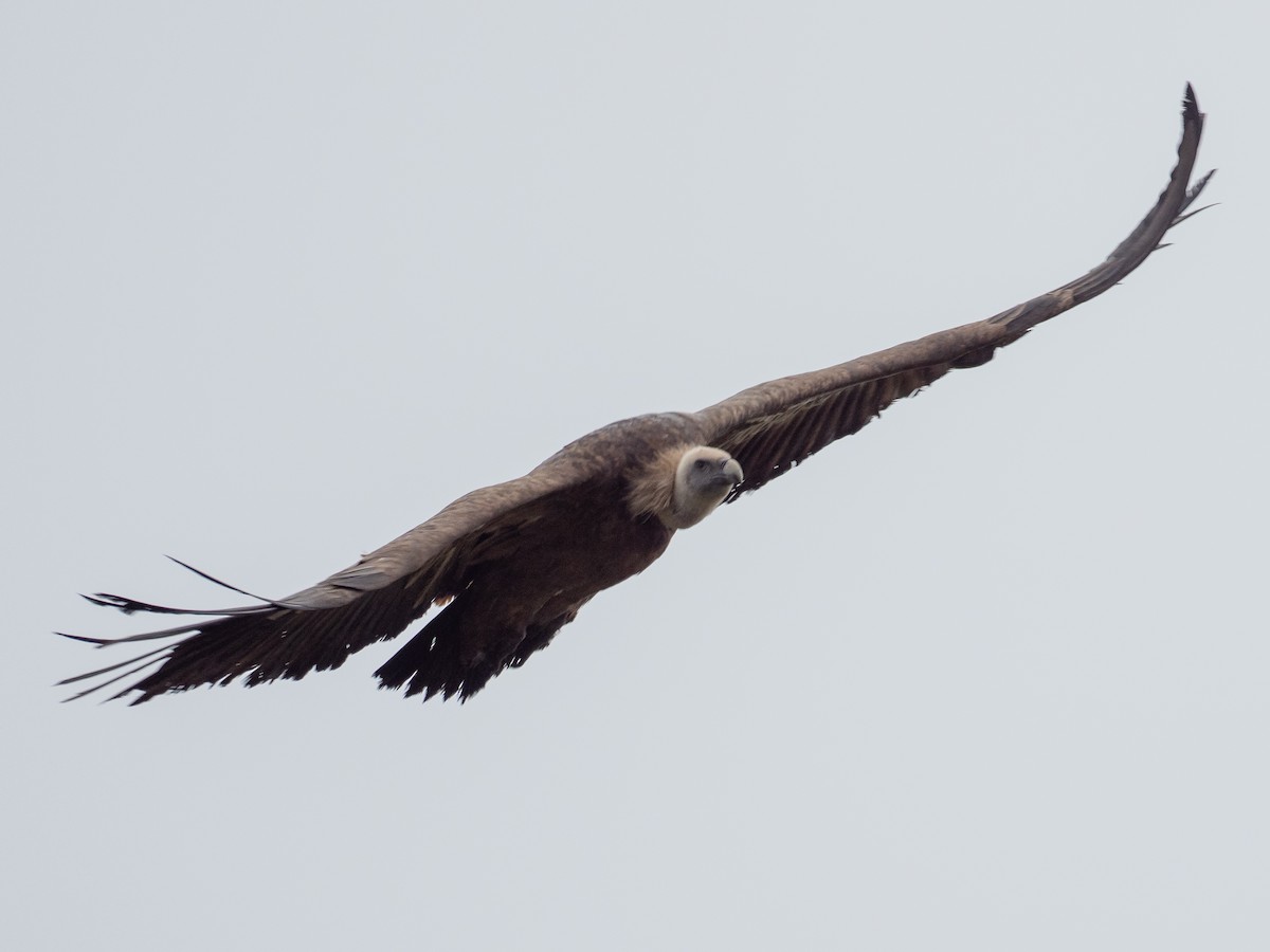 נשר מקראי - ML645315108