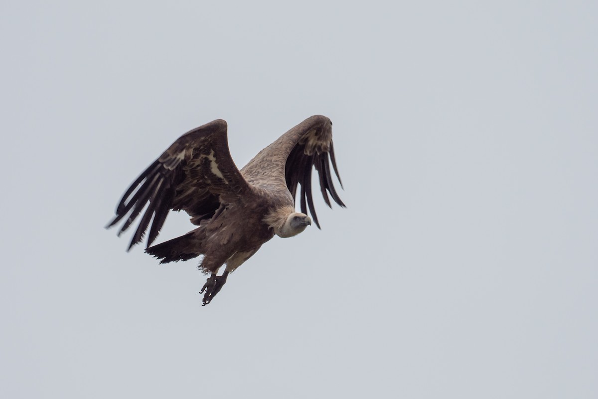 נשר מקראי - ML645315110