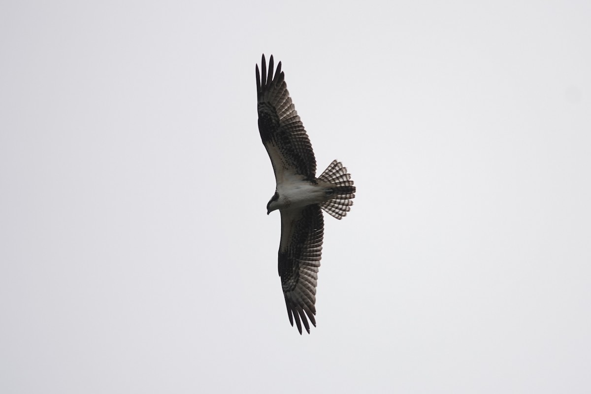 orlovec říční - ML645315112