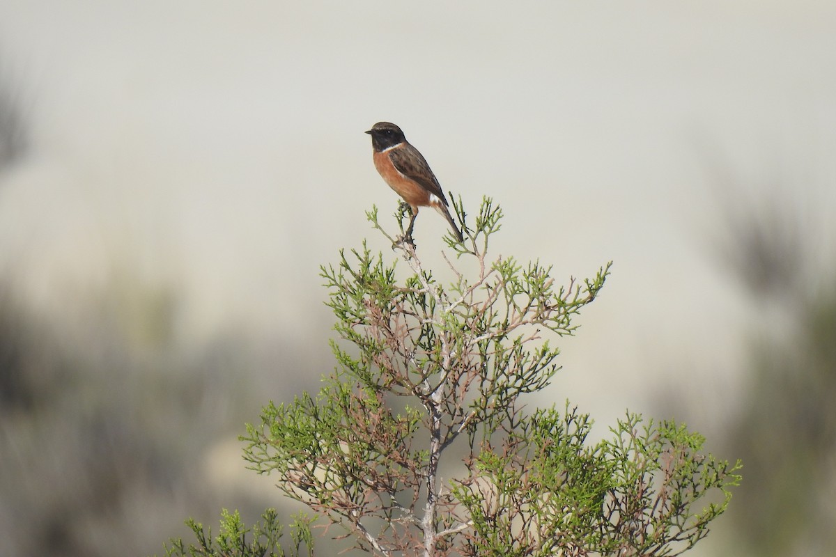 Трав'янка чорноголова - ML645315117