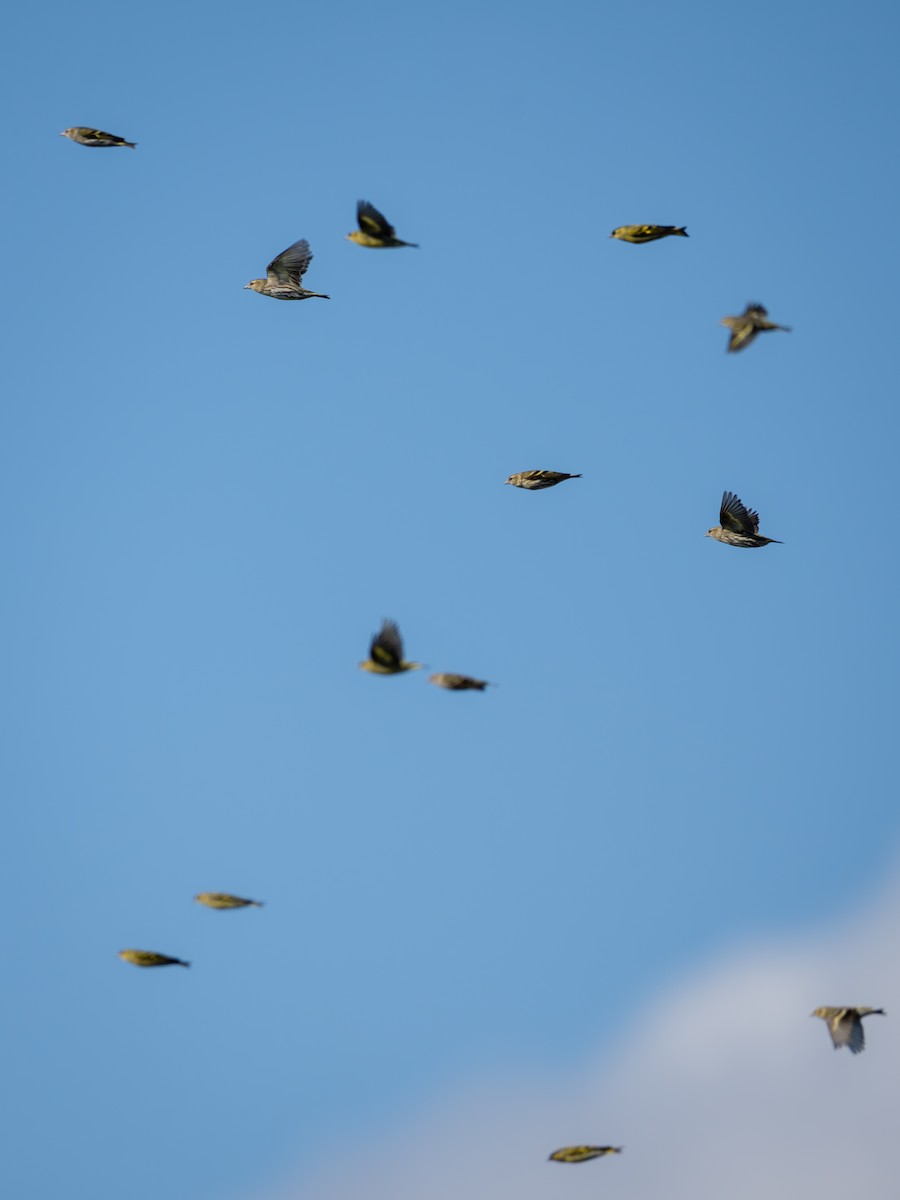 Эгэл ногоолзой - ML645315119