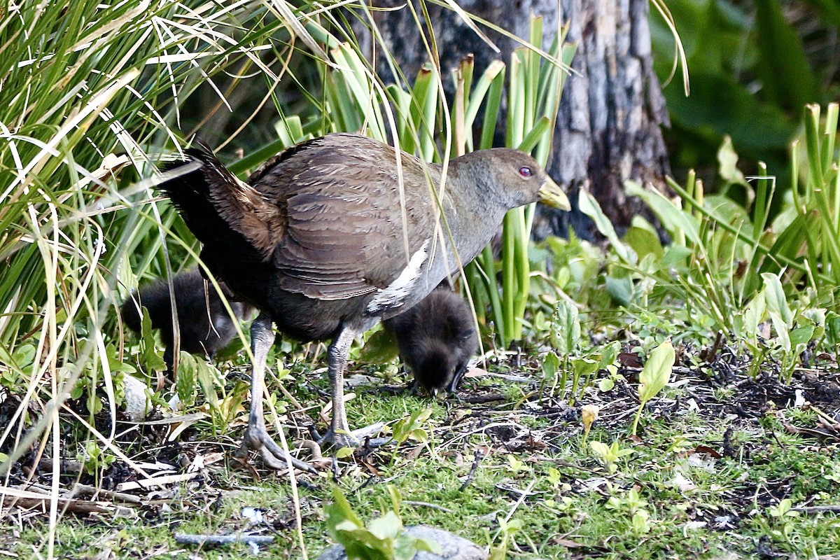 Tasmanian Nativehen - ML645315121