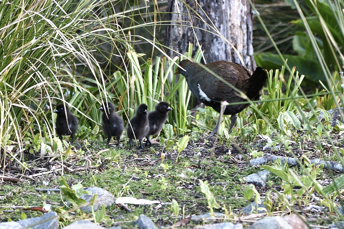 Tasmanian Nativehen - ML645315122