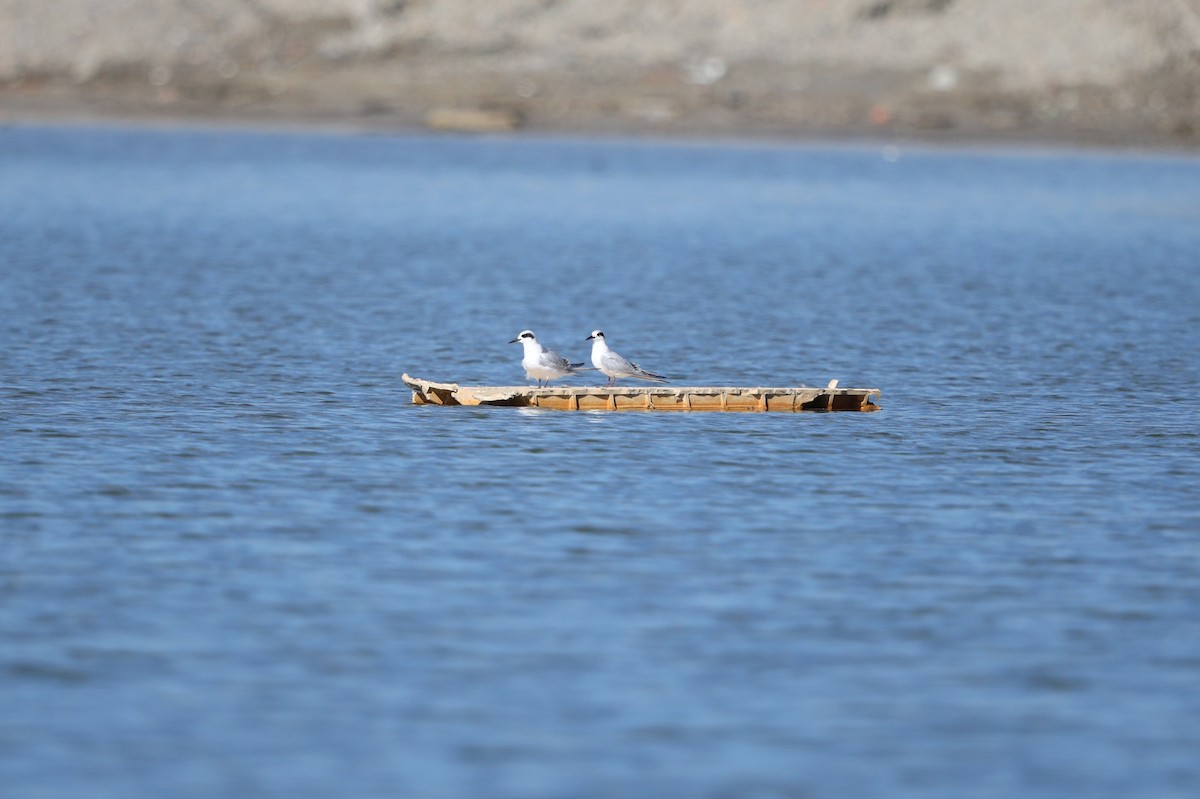 Forster's Tern - ML645315125