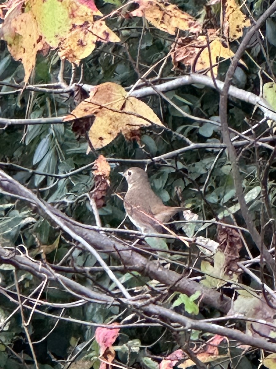 Grive solitaire - ML645315128