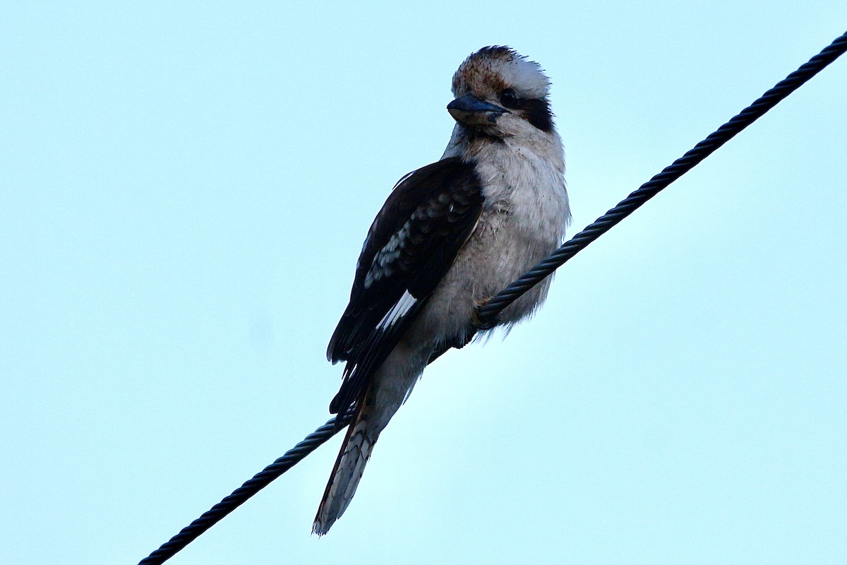 Laughing Kookaburra - ML645315130