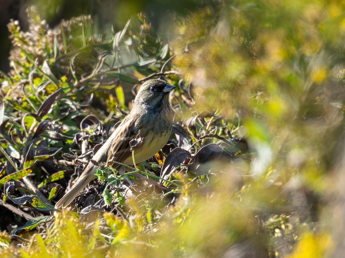 Хөх түрүүт хөмрөг - ML645315132