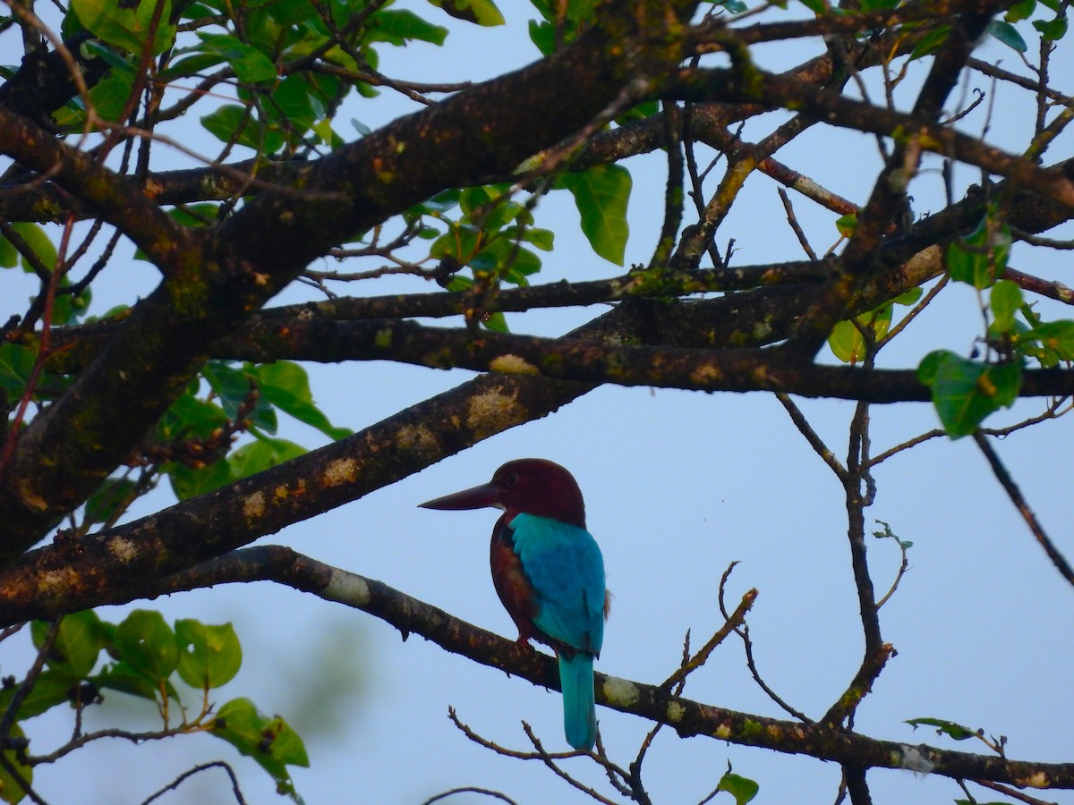 kastanjeisfugl - ML645315133