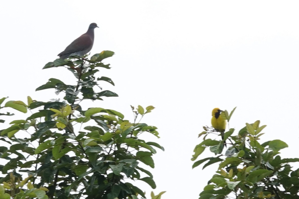 Pale-vented Pigeon - ML645315134