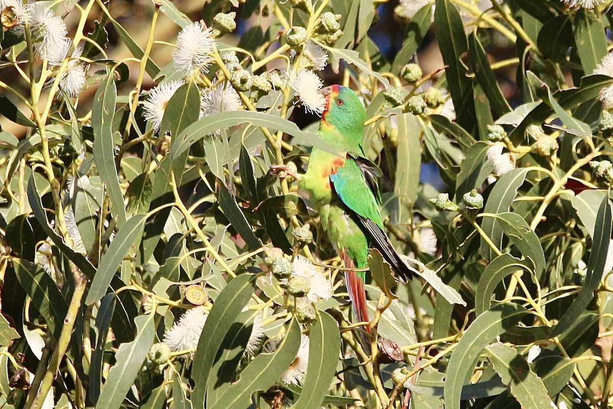 svaleparakitt - ML645315135