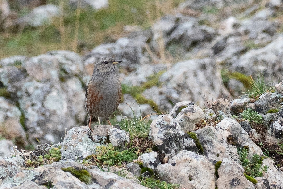 alpejernspurv - ML645315136