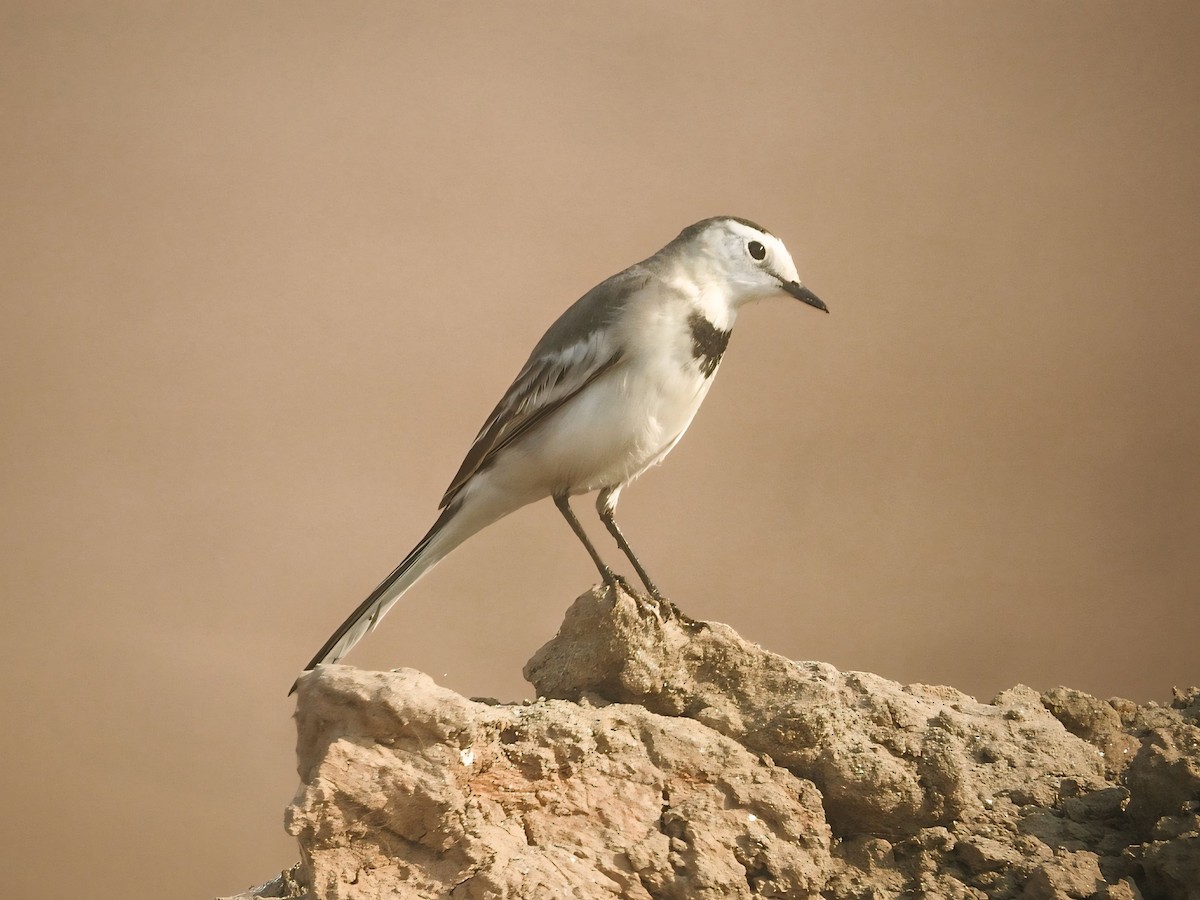 linerle - ML645315137