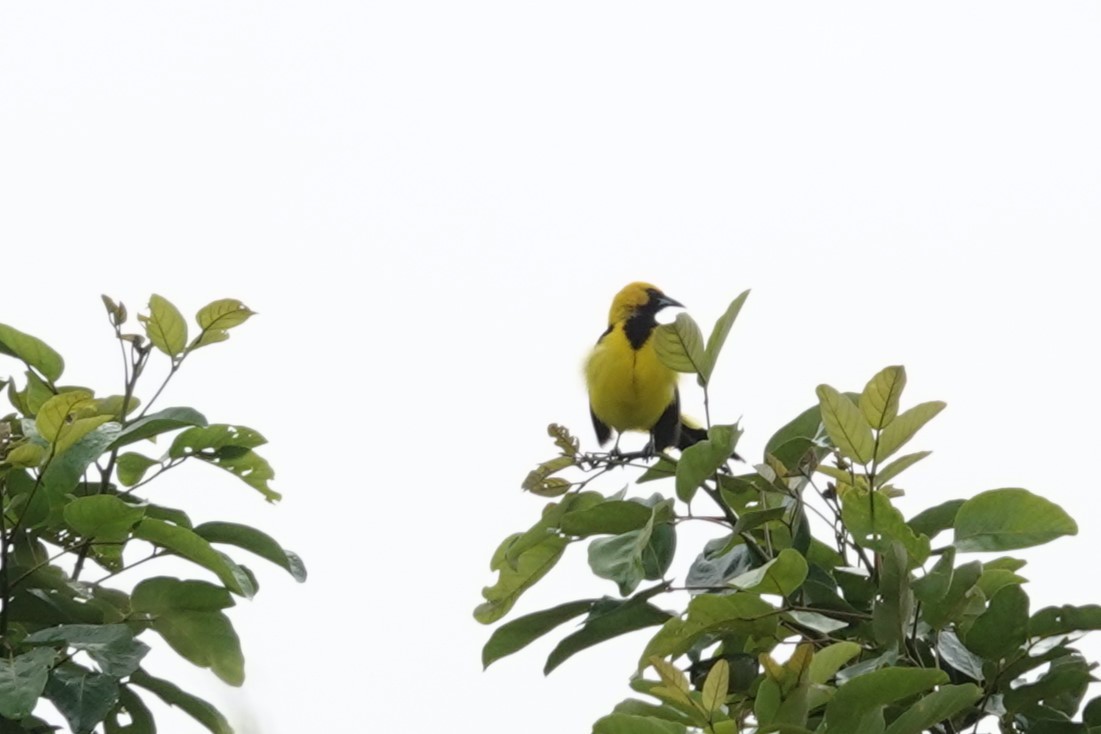 gulstjerttrupial - ML645315138