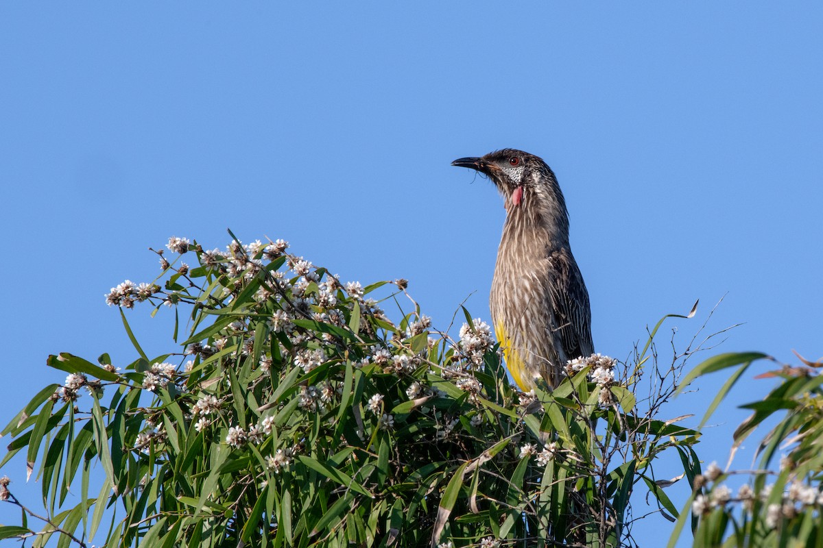 rødflikhonningeter - ML645315139