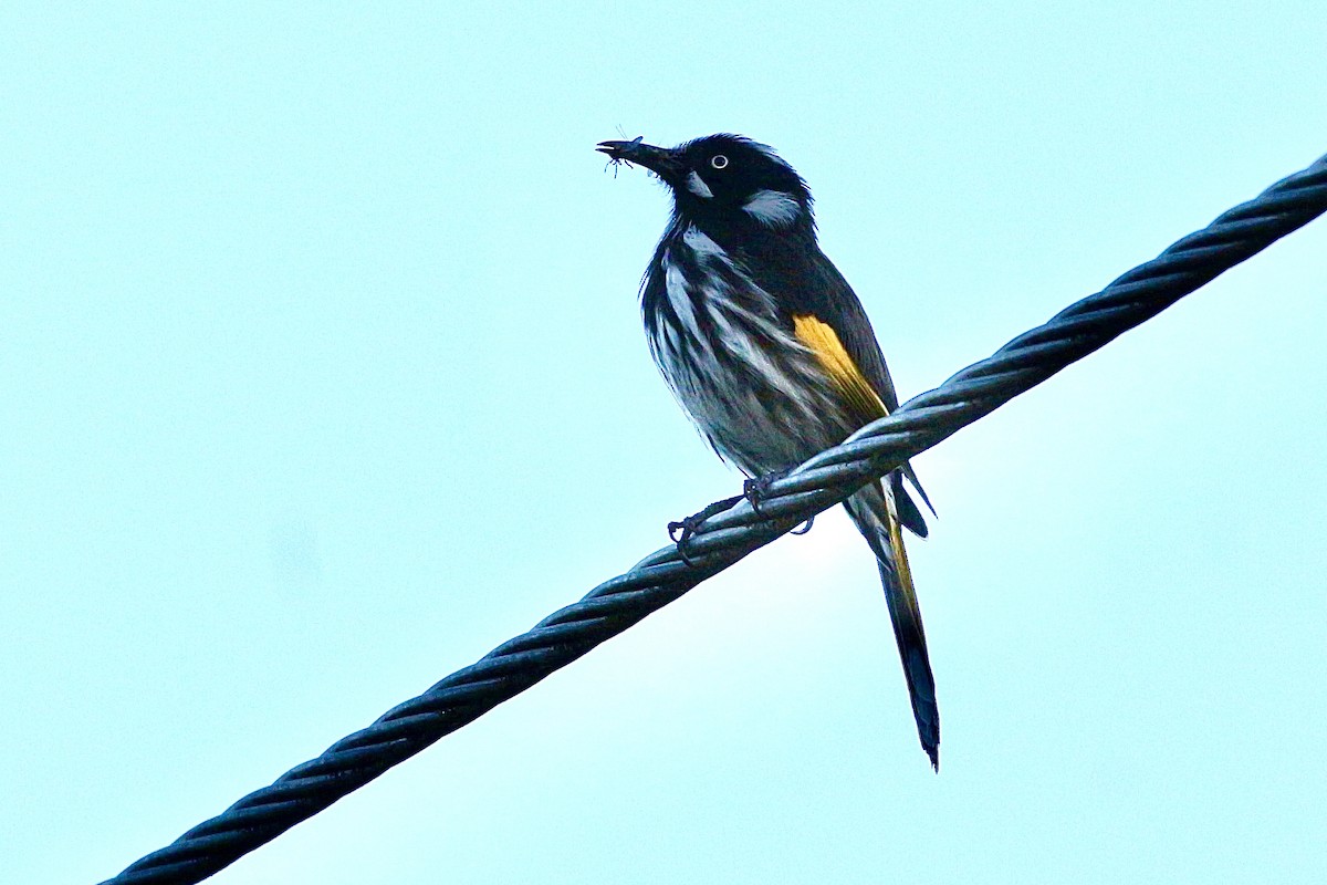 hvitøyehonningeter - ML645315140