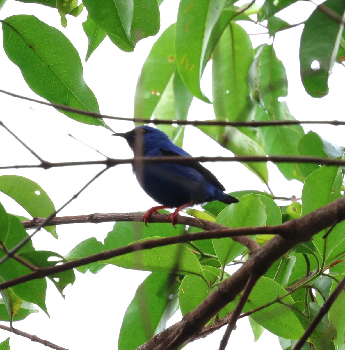 dverghonningkryper - ML645315141