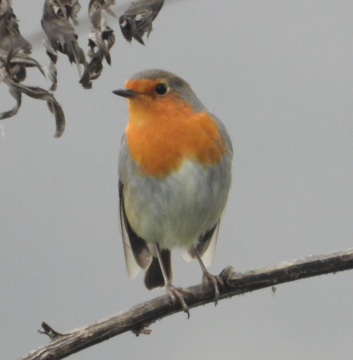 rødstrupe - ML645315142