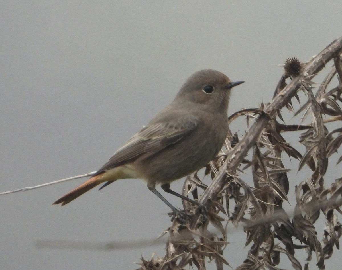 svartrødstjert - ML645315144