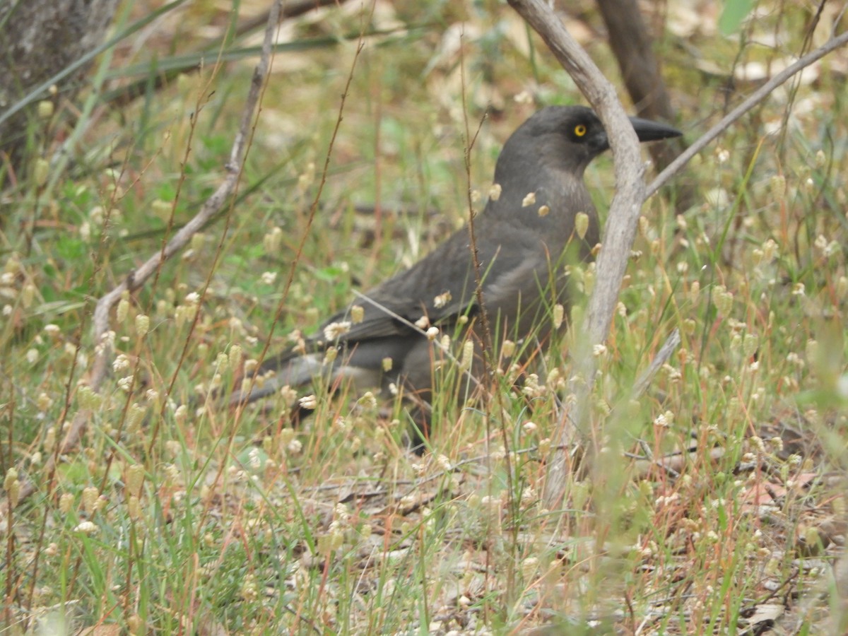 sotkurrawong - ML645315145