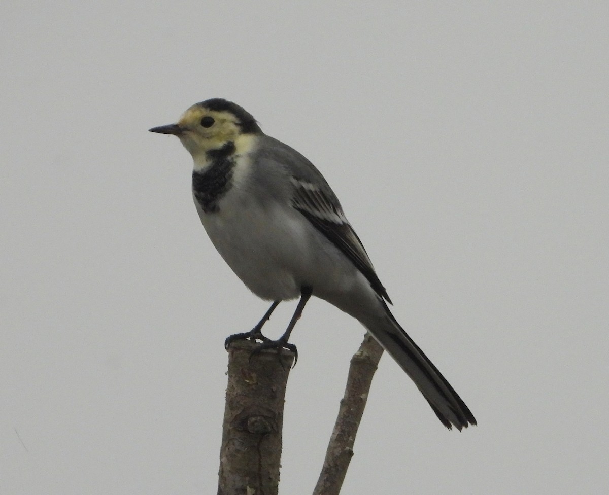 linerle - ML645315146