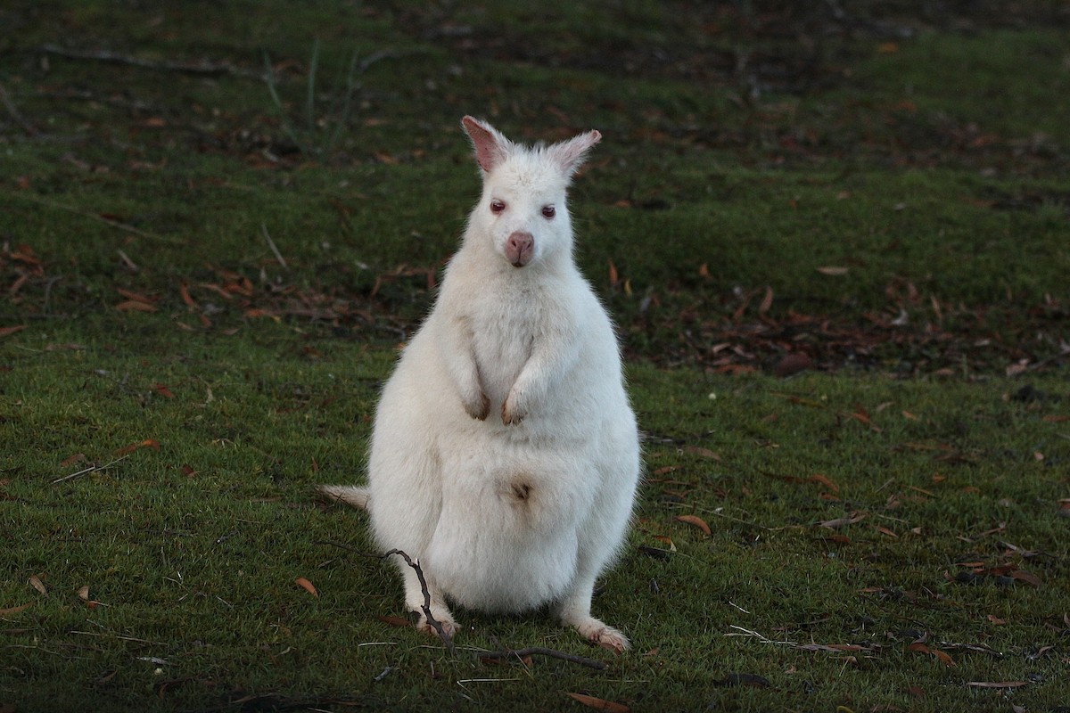 Animals - ML645315147