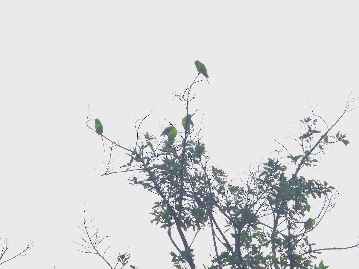 plommehodeparakitt - ML645315148