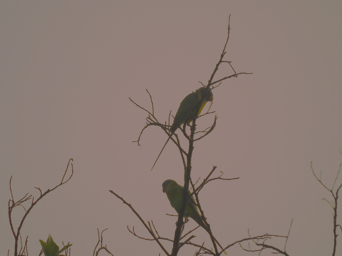 plommehodeparakitt - ML645315149