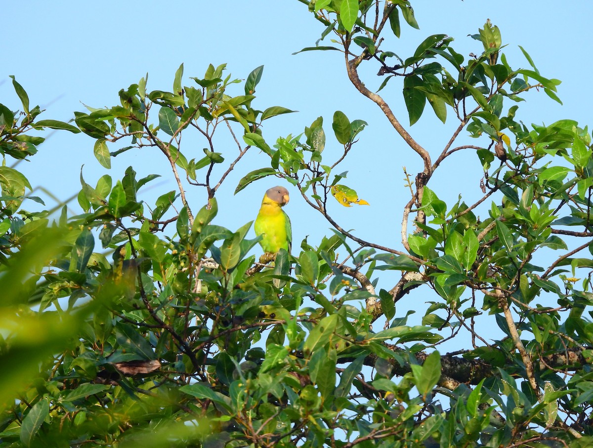 plommehodeparakitt - ML645315150