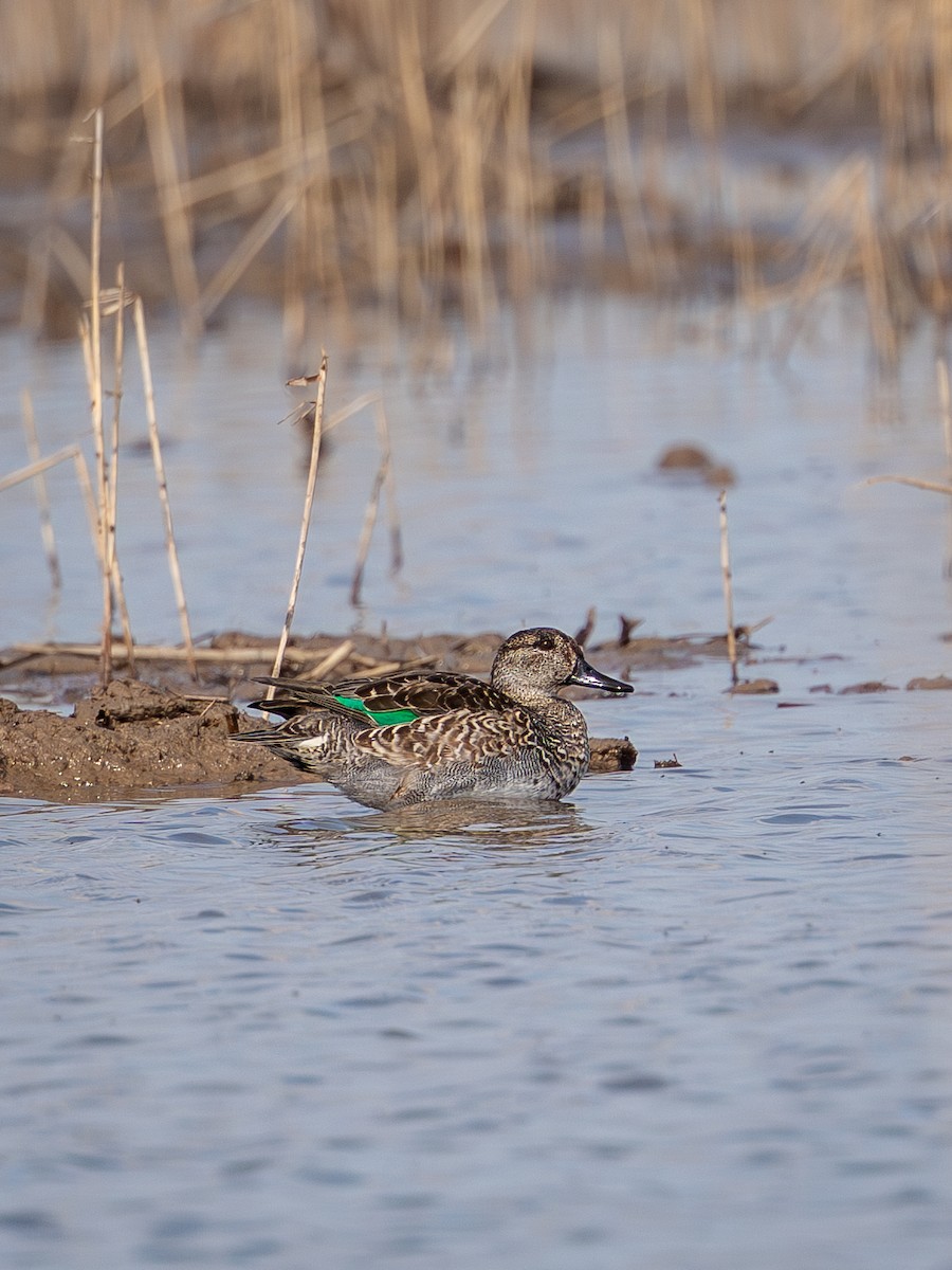 krikkand - ML645315151