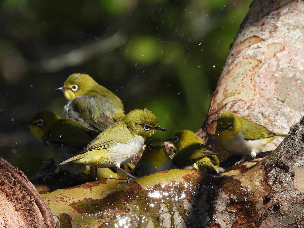 orientbrillefugl - ML645315157