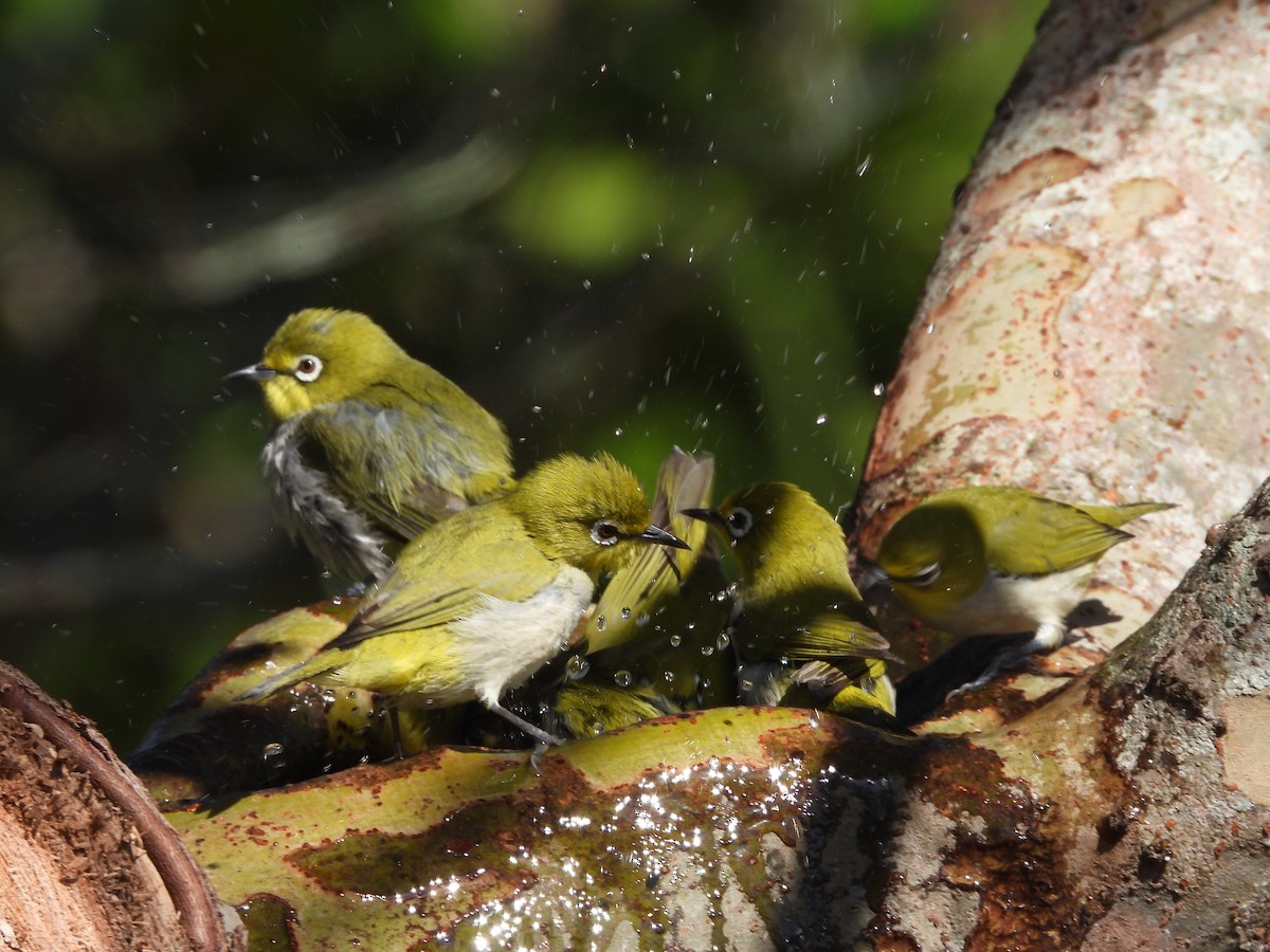 orientbrillefugl - ML645315158