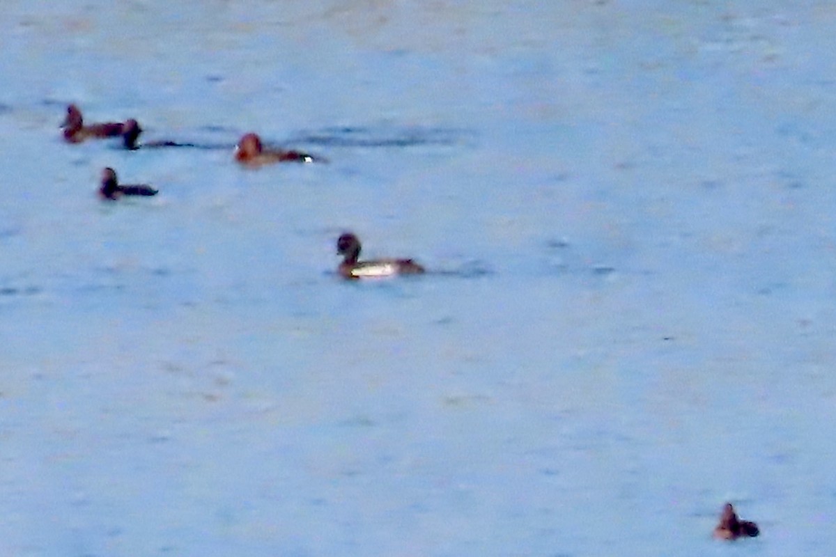 toppand - ML645315159