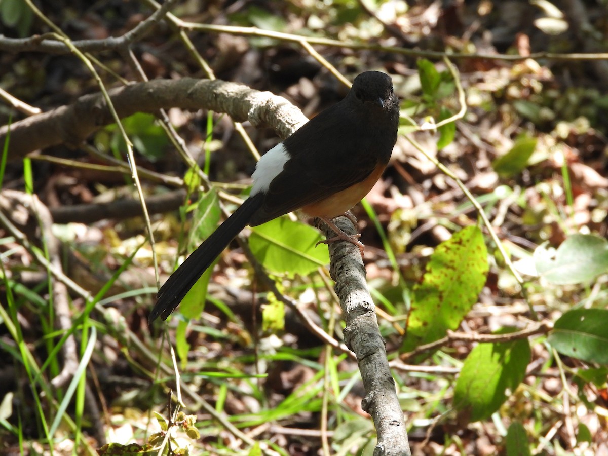 arieshama - ML645315161