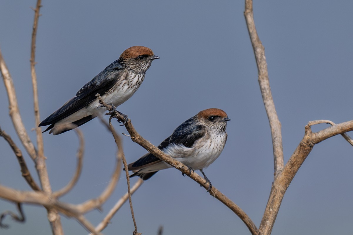 hindusvale - ML645315162