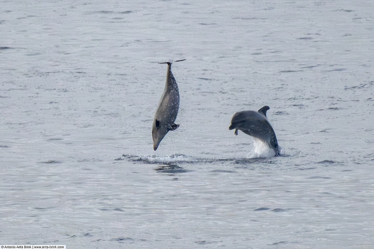 Common Bottlenose Dolphin - ML645315163