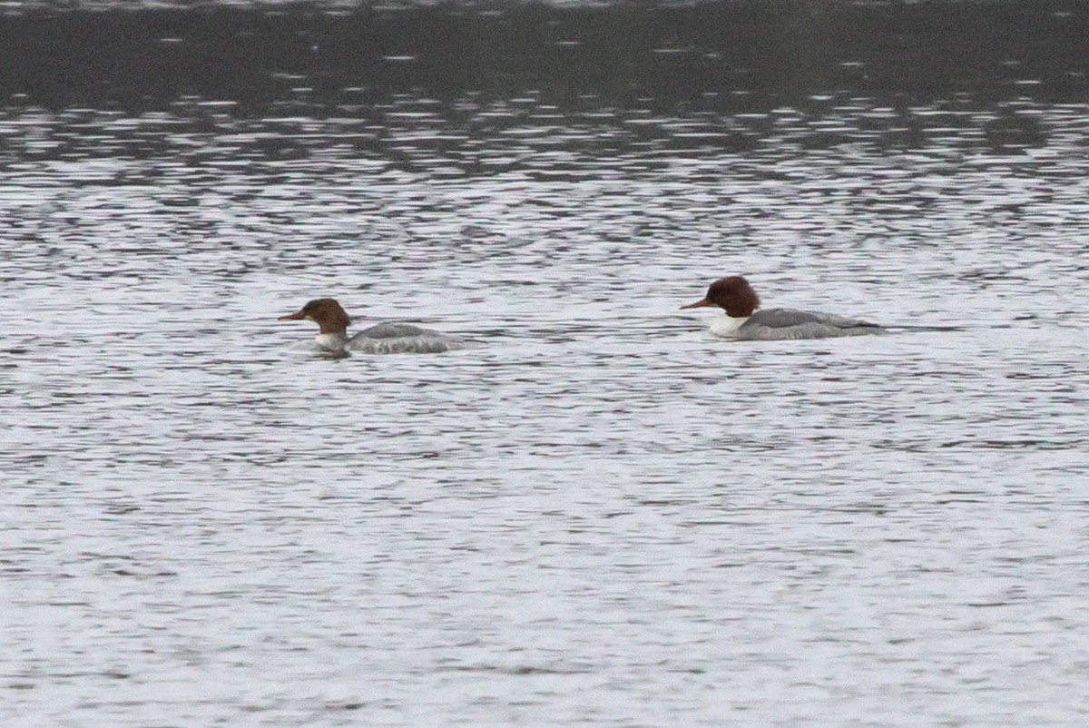 laksand - ML645315165