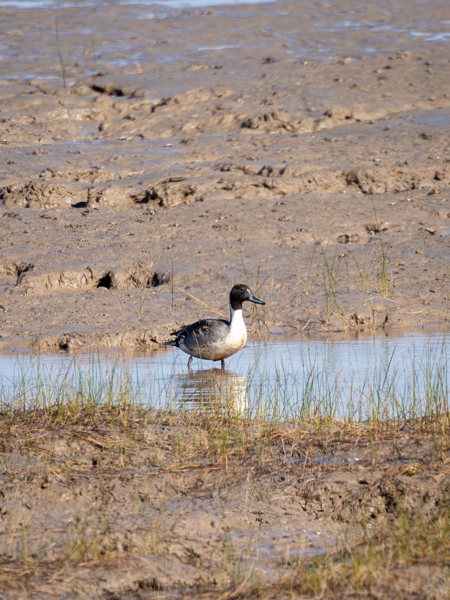 Шовтгор алаг нугас - ML645315166