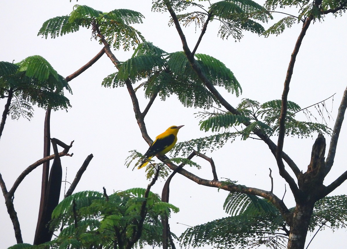 Indian Golden Oriole - ML645315170