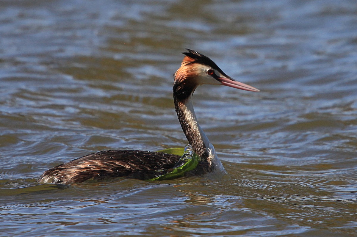 Great Crested Grebe - ML645315192