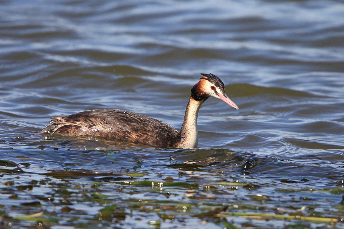 Great Crested Grebe - ML645315193