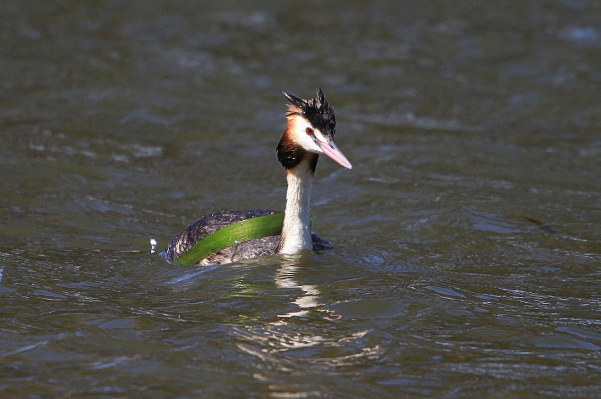Great Crested Grebe - ML645315194