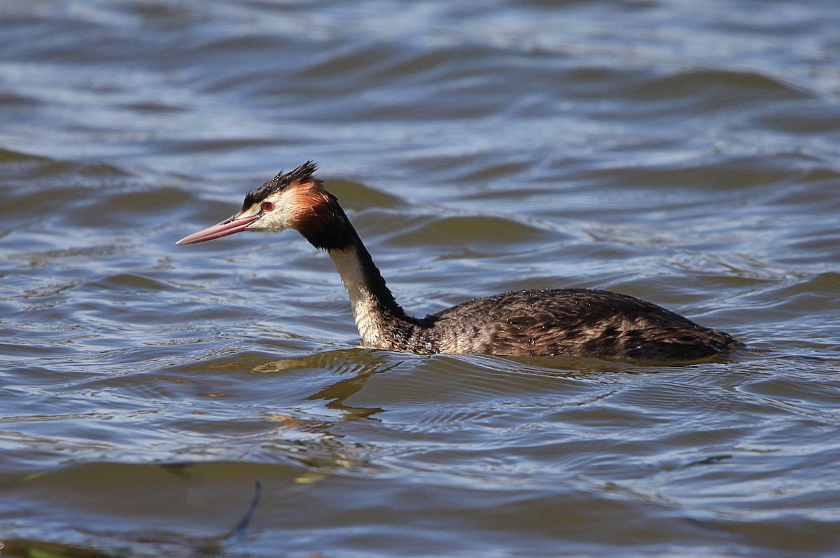 Great Crested Grebe - ML645315195