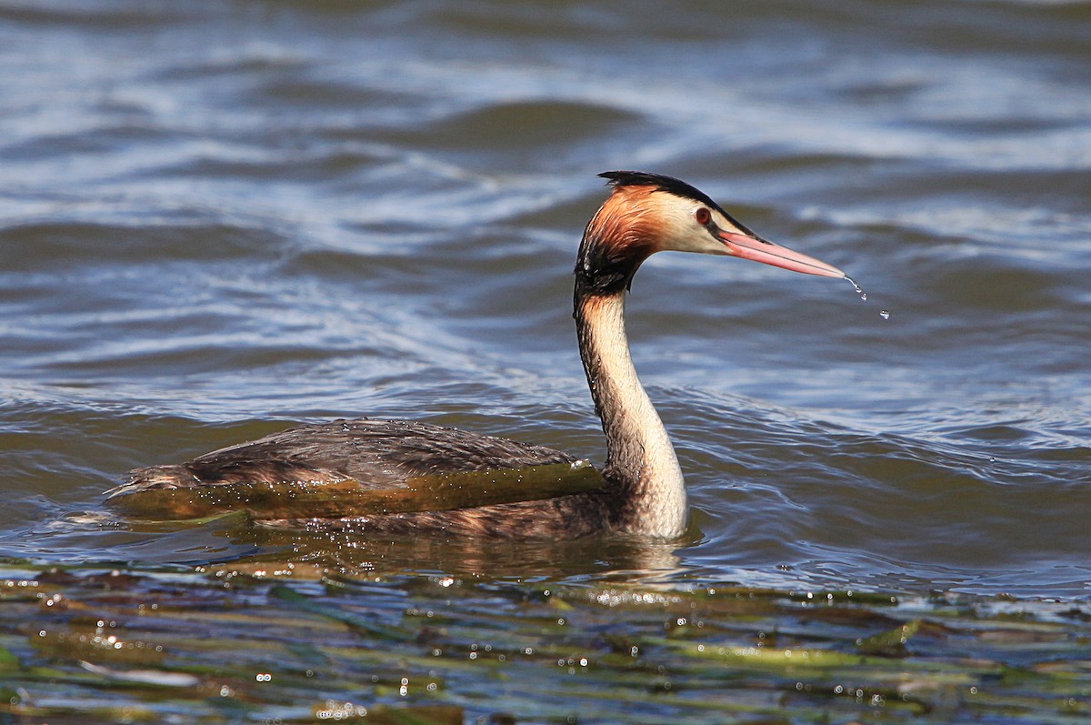 Great Crested Grebe - ML645315196