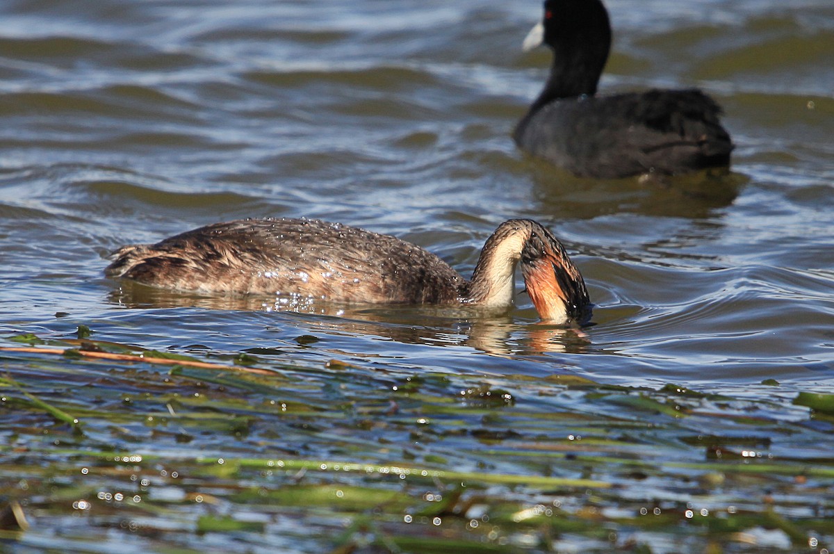 Great Crested Grebe - ML645315197