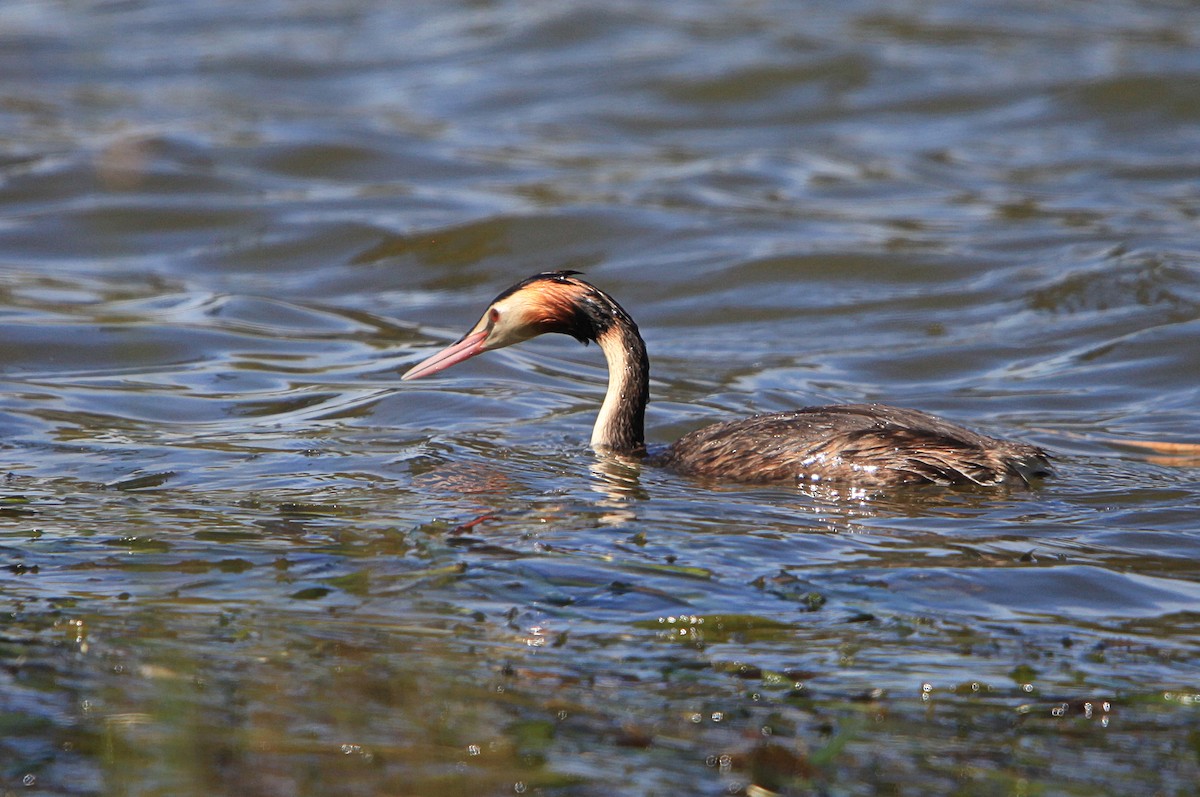 Great Crested Grebe - ML645315198