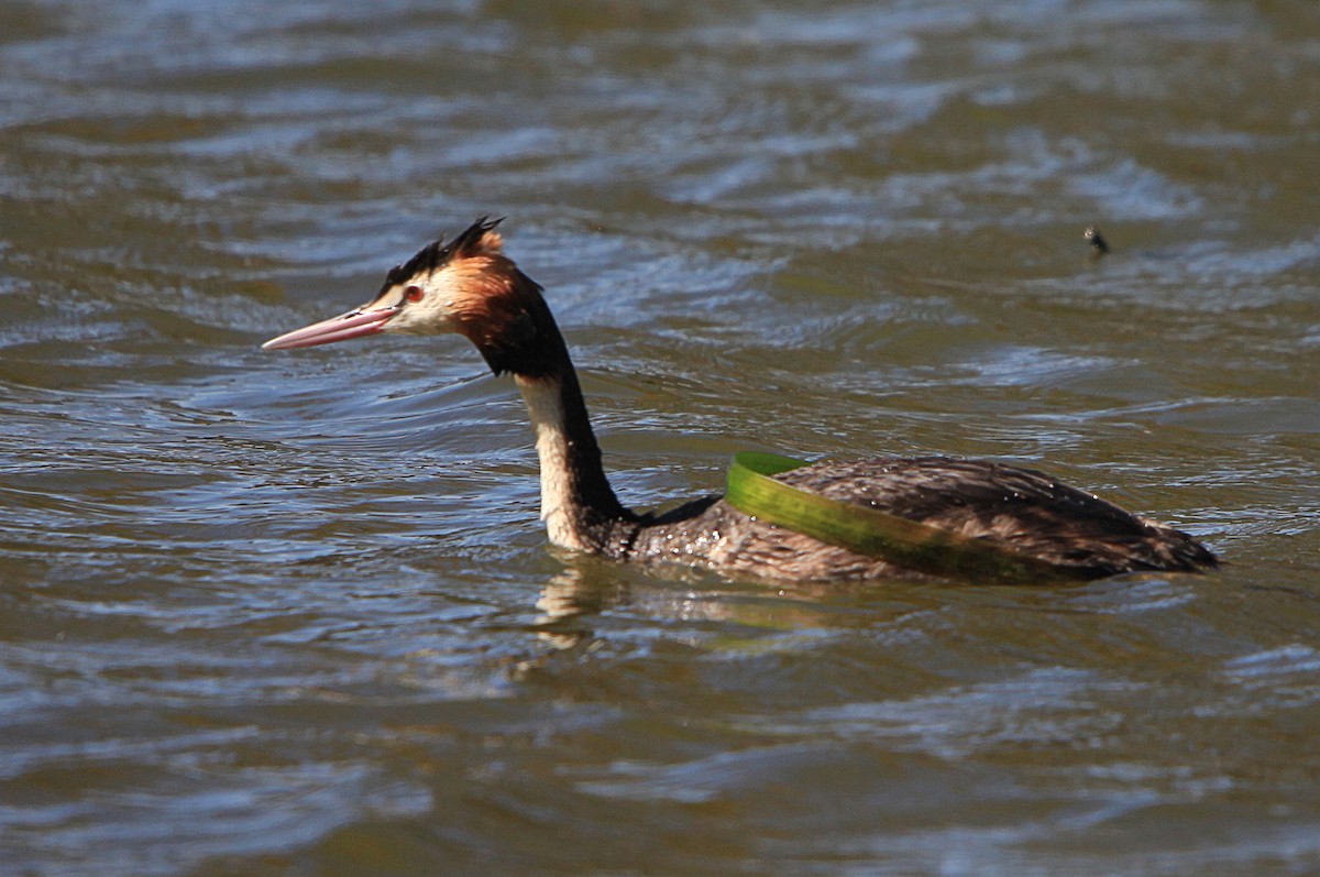 Great Crested Grebe - ML645315199